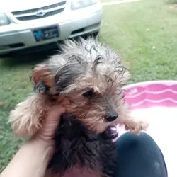 Yorkie puppies