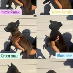 Belgian Malinois puppies