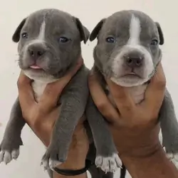 Pitbull puppies for sale near me