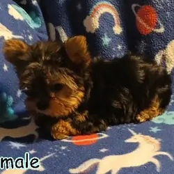 Yorkshire Terrier Puppies!