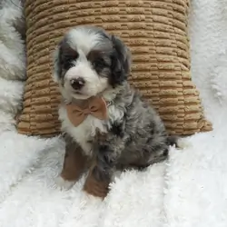 Rocky