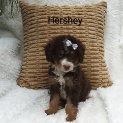 Hershey