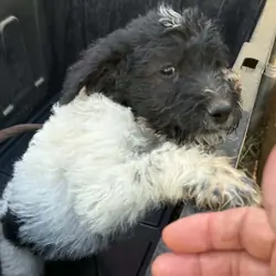 Bernedoodle AussieDoodle Mix