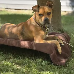 Australian cattle dog/American pitbull terrier mix