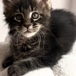 Maine Coon Kittens