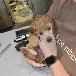 Red Standard Poodle Puppies