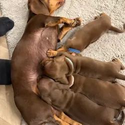 Miniature Dachshund Puppies