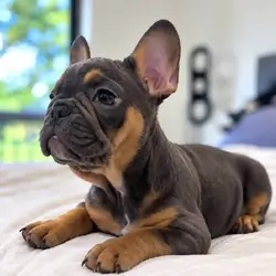 Alexandre