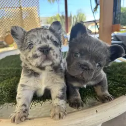 Fluffy French bulldog puppies