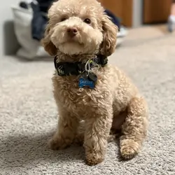 Toy poodle