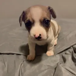 Small Applehead Chihuahuas