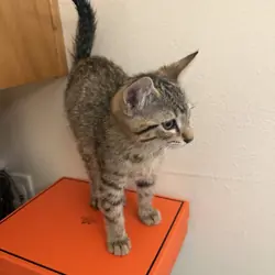 Savannah kittens rehoming