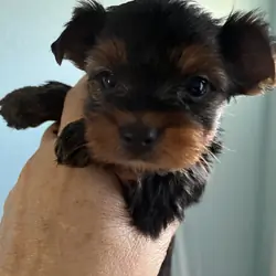 yorkies puppys