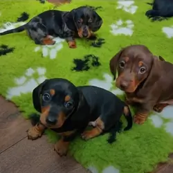 Miniature Dachshund puppies