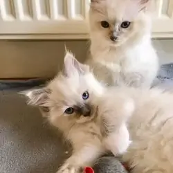Ragdoll kittens