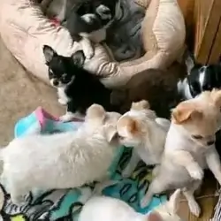 Sweet Chihuahua puppies