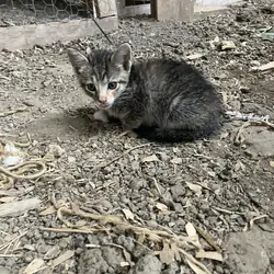 Kitten