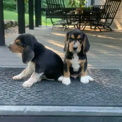 Beagle puppies!