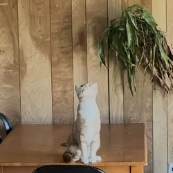 One and a half year old Boy Cat