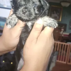 Yorkie/ Chihuahua puppies