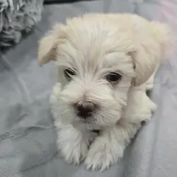 Miniature Schnauzer Puppies –Embark Tested Parents