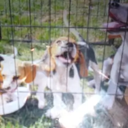 beagle pups bay city mi area pure 250.00