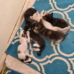 Rehoming 6 kittens and 2 mothers