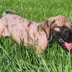 Great Dane Brindle Merle Male