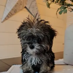 Three puppies for adoption Poodles and Yorkshire T