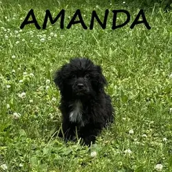 Amanda Female Teddy Bear Puppy