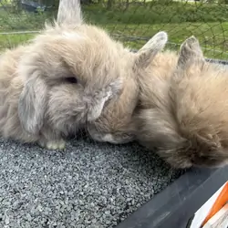 Holland lop baby bunnies