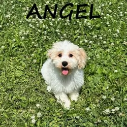 Angel Female Cockapoo Puppy