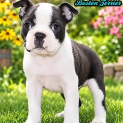 Chester Male Boston Terrier