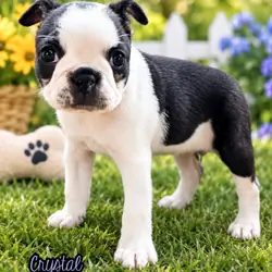 Crystal Female Boston Terrier