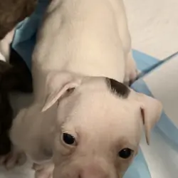 Boxer Puppies