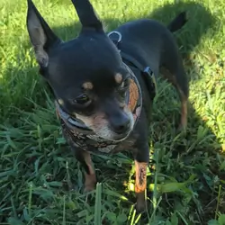 Chihuahua