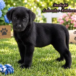 Starlight Female AKC Labrador Retriever