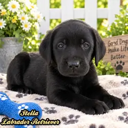 Stella Female AKC Labrador Retriever