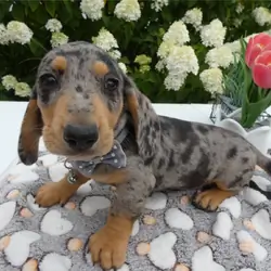 Female Miniature Dachshund