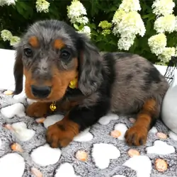 Male Miniature Dachshund