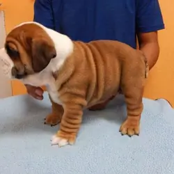 Purebred English Bulldog Puppies