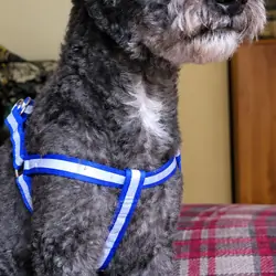 Blue toy poodle stud