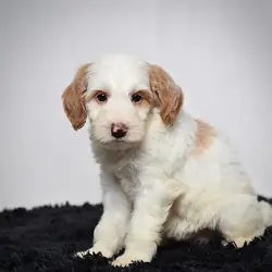 Female Mini Goldendoodle