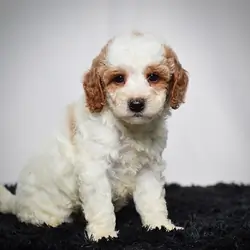 Male Mini Goldendoodle