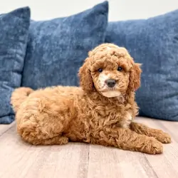 Male Mini Goldendoodle