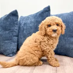Female Mini Goldendoodle