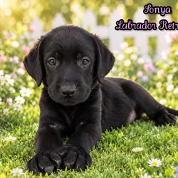 Sonya Female AKC Labrador Retriever