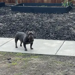 AKC MALE FRENCH BULLDOG