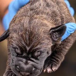 Full Blooded Cane Corso Puppies Champion Bloodline