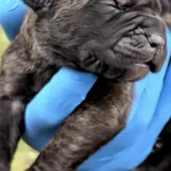 Full Blooded Cane Corso Puppies Champion Bloodline
